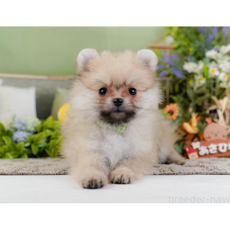 販売中の神奈川県のポメラニアン-441143の12枚目