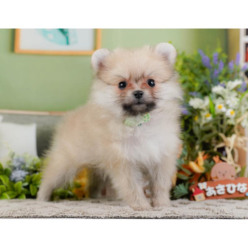 販売中の神奈川県のポメラニアン-441143の11枚目