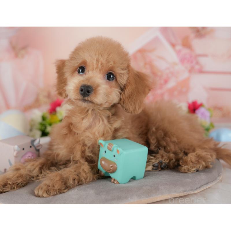 販売中の群馬県のトイプードル-441116の4枚目