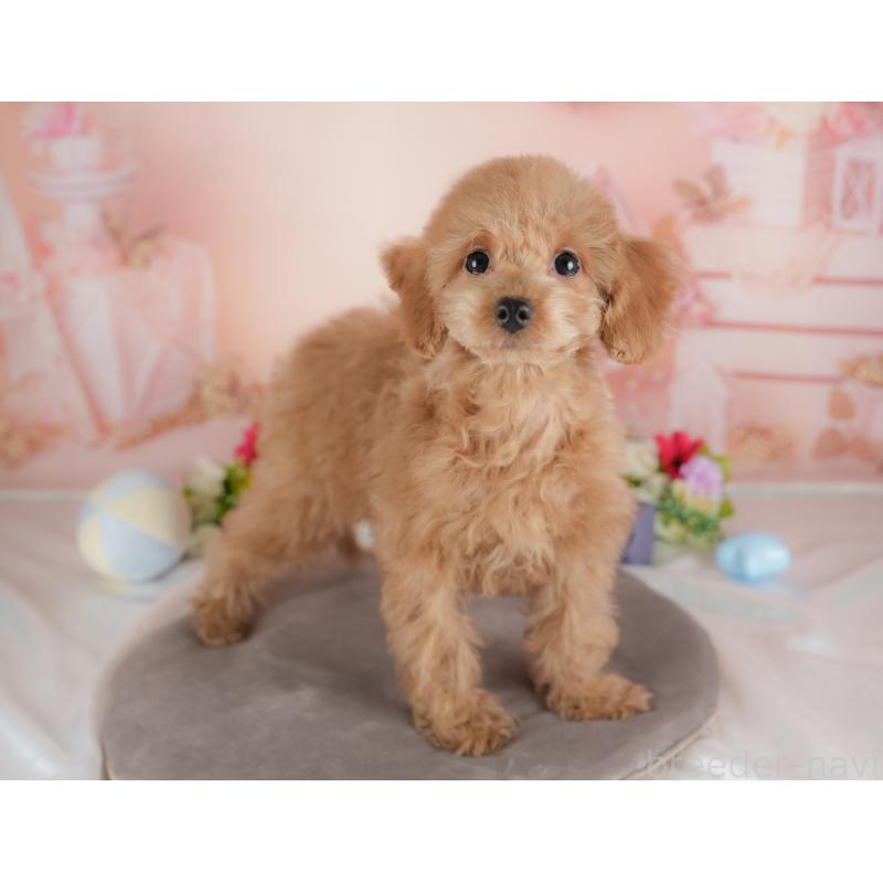 販売中の群馬県のトイプードル-441116の3枚目