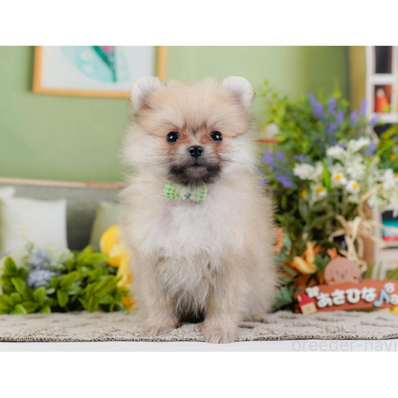 販売中の神奈川県のポメラニアン-441143の8枚目