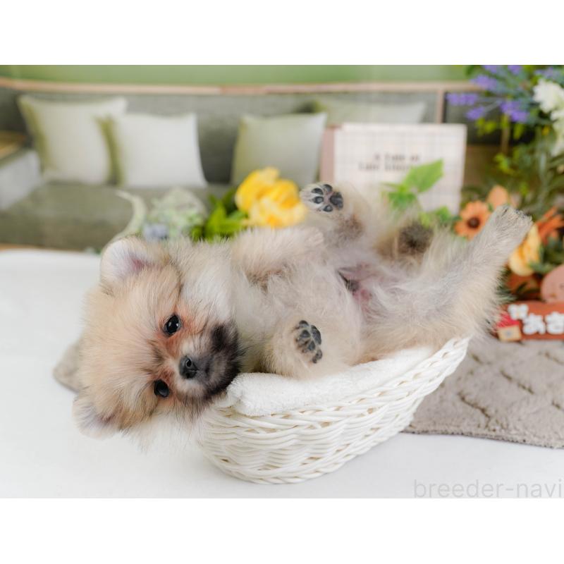 販売中の神奈川県のポメラニアン-441143の7枚目