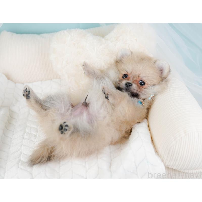 販売中の神奈川県のポメラニアン-441143の6枚目