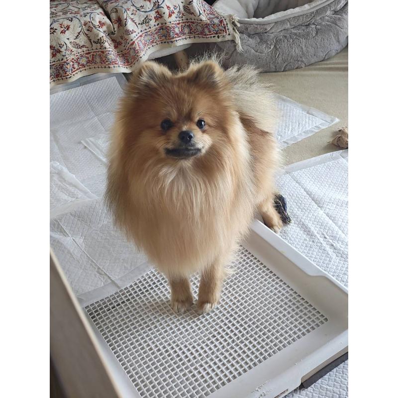 成約済の群馬県のポメラニアン-402755の4枚目