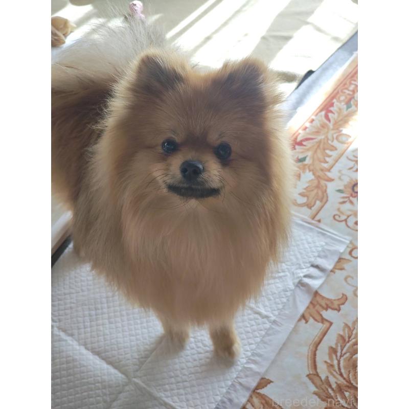 成約済の群馬県のポメラニアン-402755の3枚目