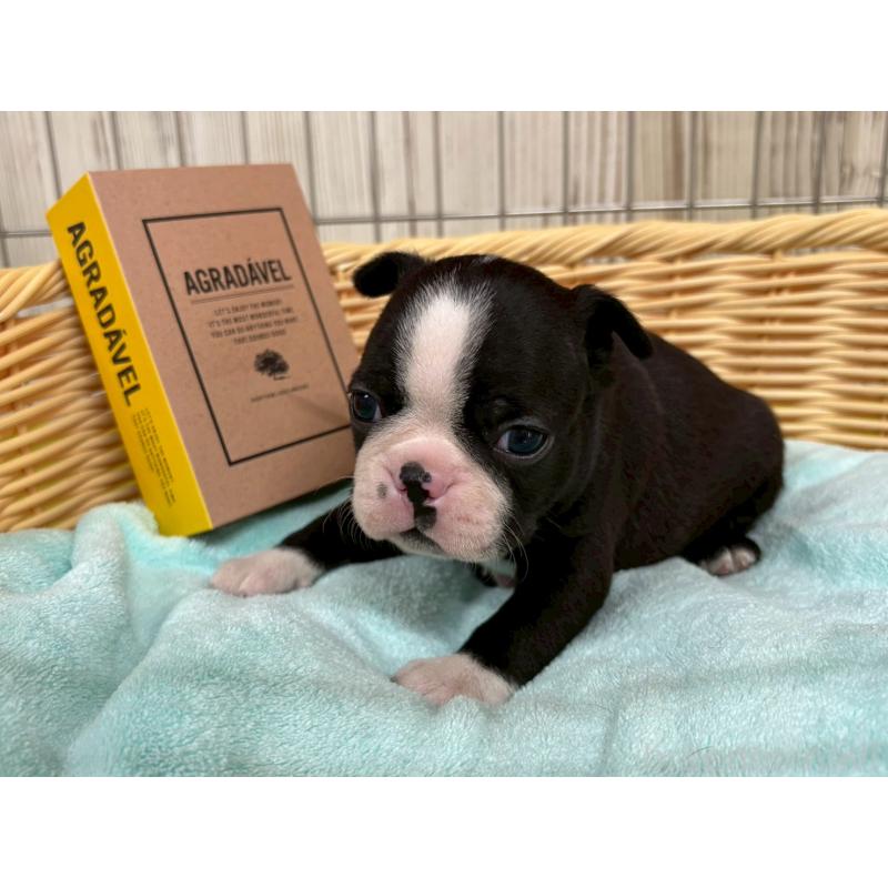 販売中の鹿児島県のボストンテリア-440977の4枚目