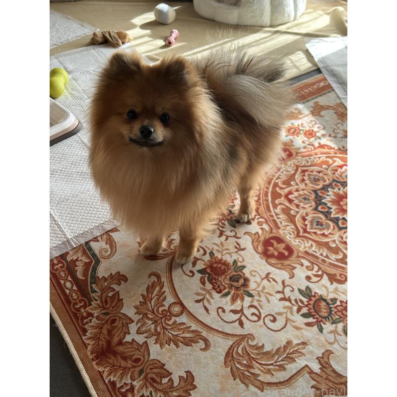 成約済の群馬県のポメラニアン-402755の2枚目