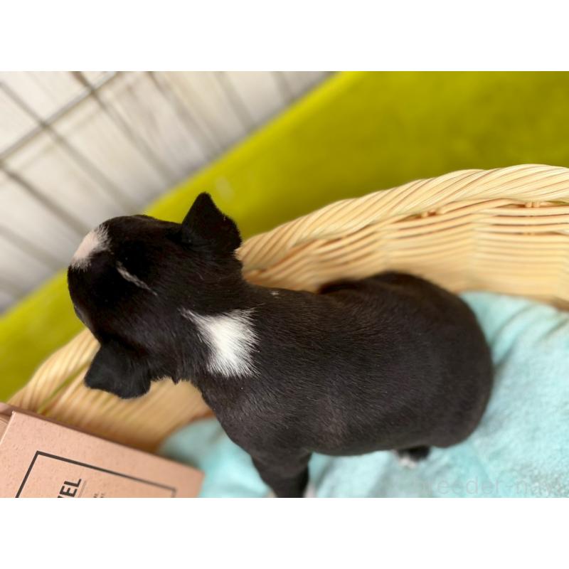 販売中の鹿児島県のボストンテリア-440977の3枚目