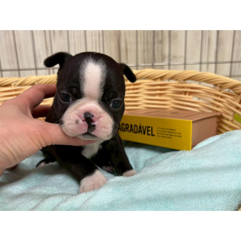 販売中の鹿児島県のボストンテリア-440977の2枚目