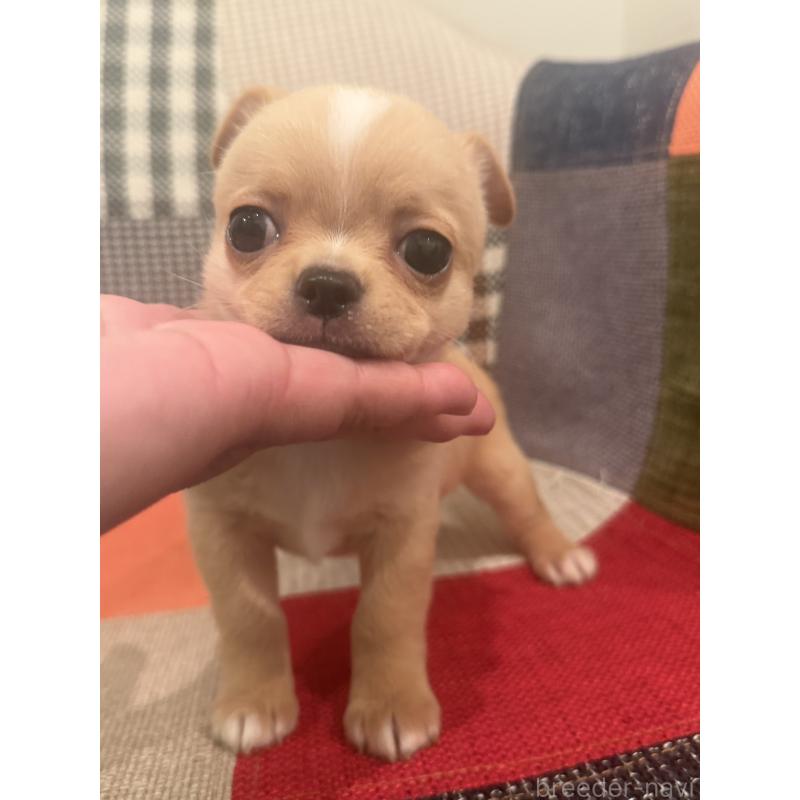 販売中の徳島県のチワワ(スムースコート)-440978の5枚目