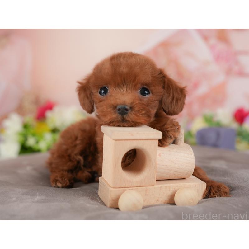 販売中の群馬県のトイプードル-441115の8枚目