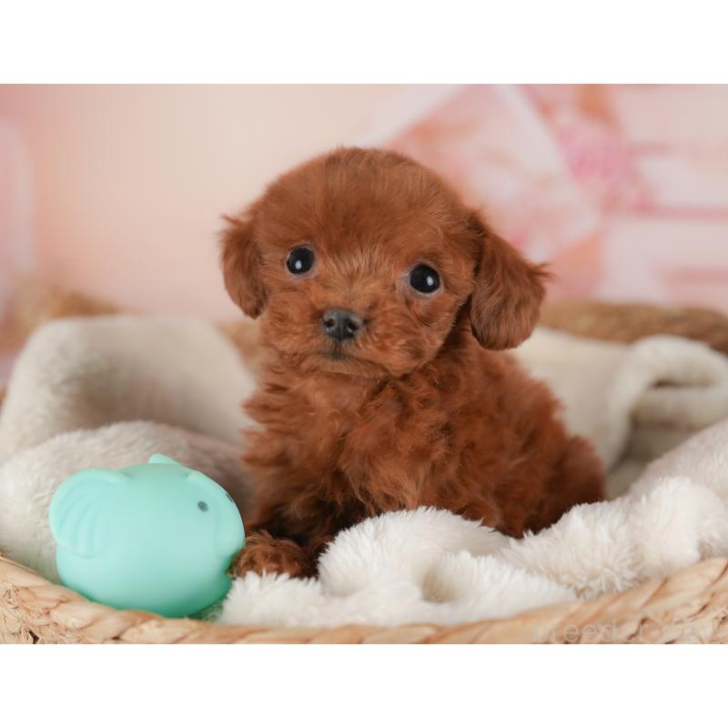 販売中の群馬県のトイプードル-441115の7枚目