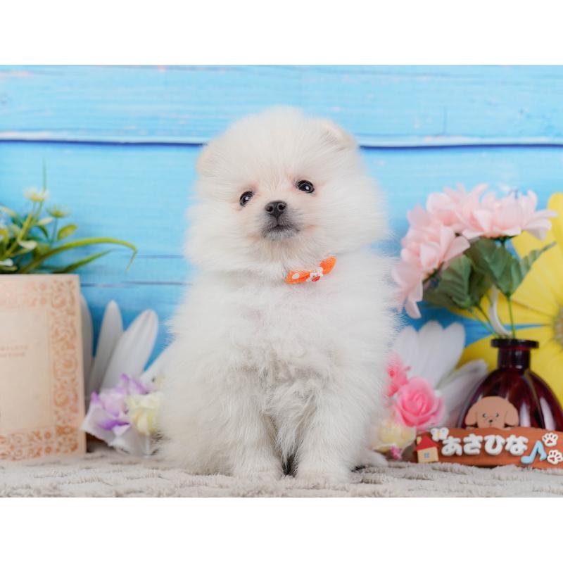 販売中の神奈川県のポメラニアン-441144の13枚目