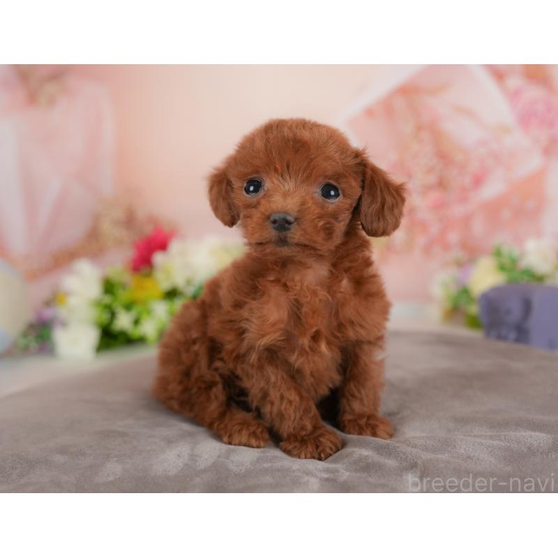 販売中の群馬県のトイプードル-441115の6枚目