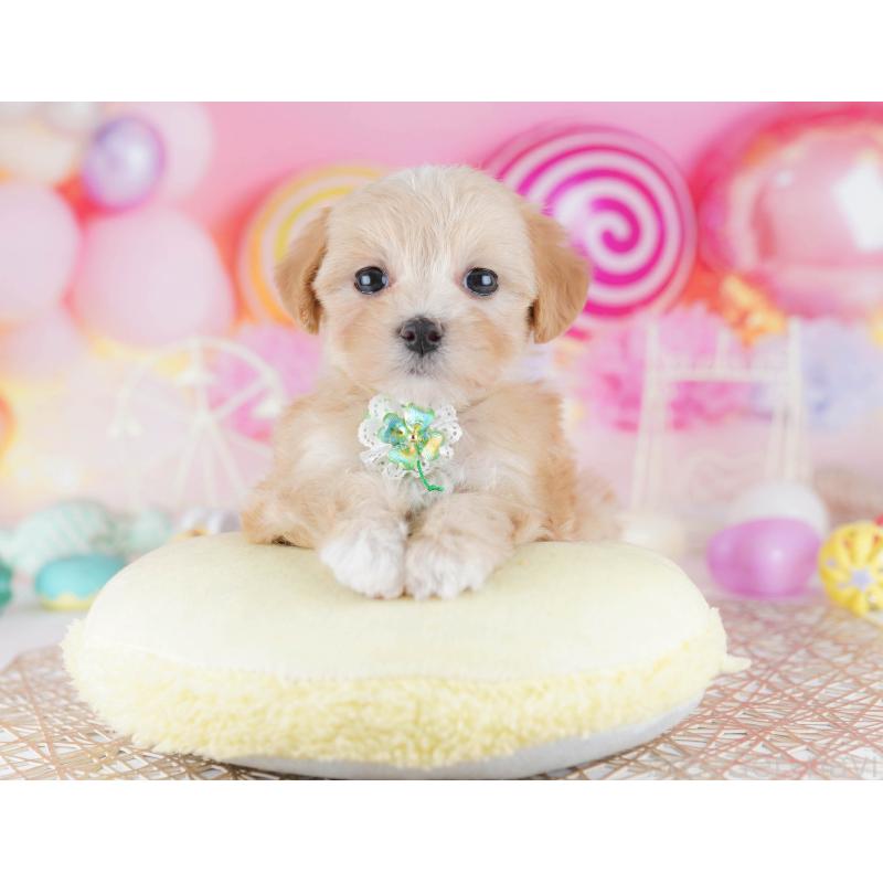 販売中の千葉県のマルプー:マルチーズ×トイプードル-441214の11枚目