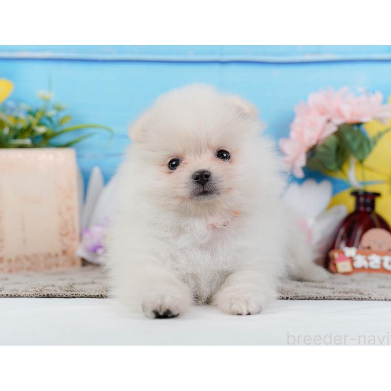 販売中の神奈川県のポメラニアン-441144の12枚目