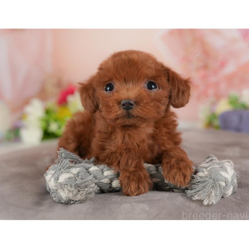 販売中の群馬県のトイプードル-441115の5枚目