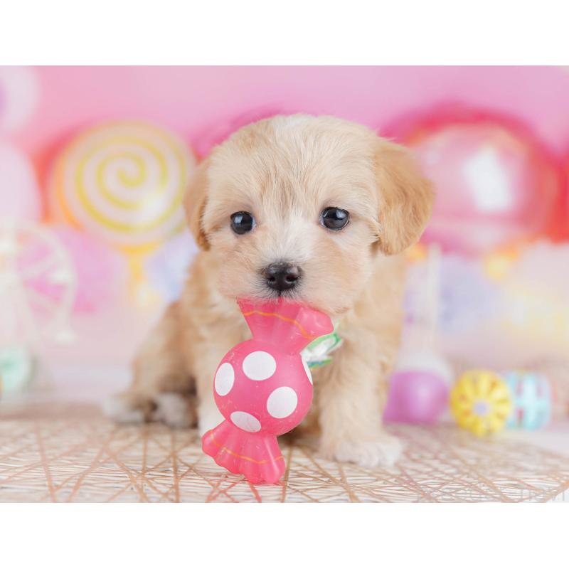 販売中の千葉県のマルプー:マルチーズ×トイプードル-441214の10枚目