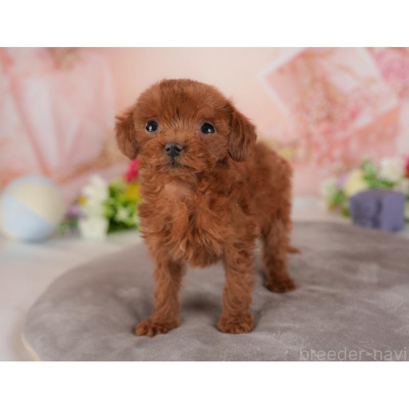 販売中の群馬県のトイプードル-441115の4枚目