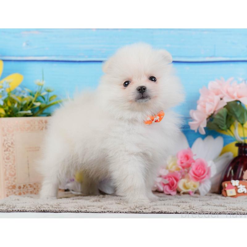 販売中の神奈川県のポメラニアン-441144の11枚目