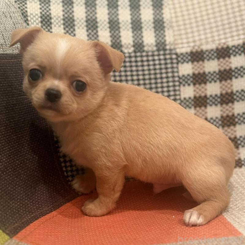 販売中の徳島県のチワワ(スムースコート)-440978の4枚目