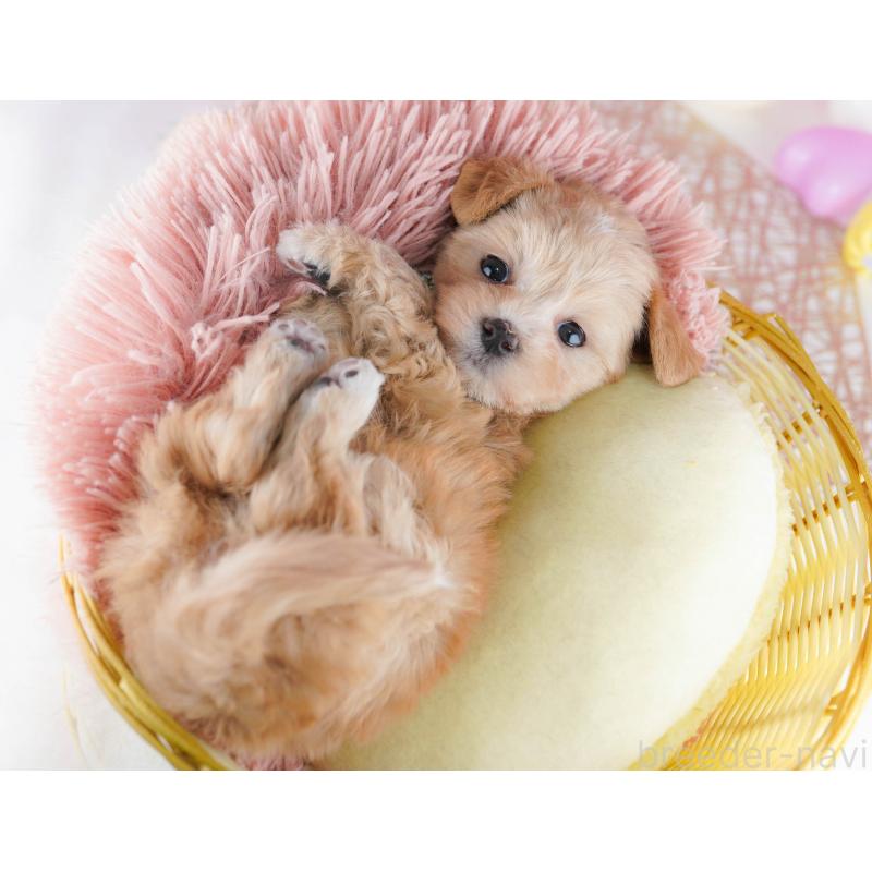 販売中の千葉県のマルプー:マルチーズ×トイプードル-441214の9枚目