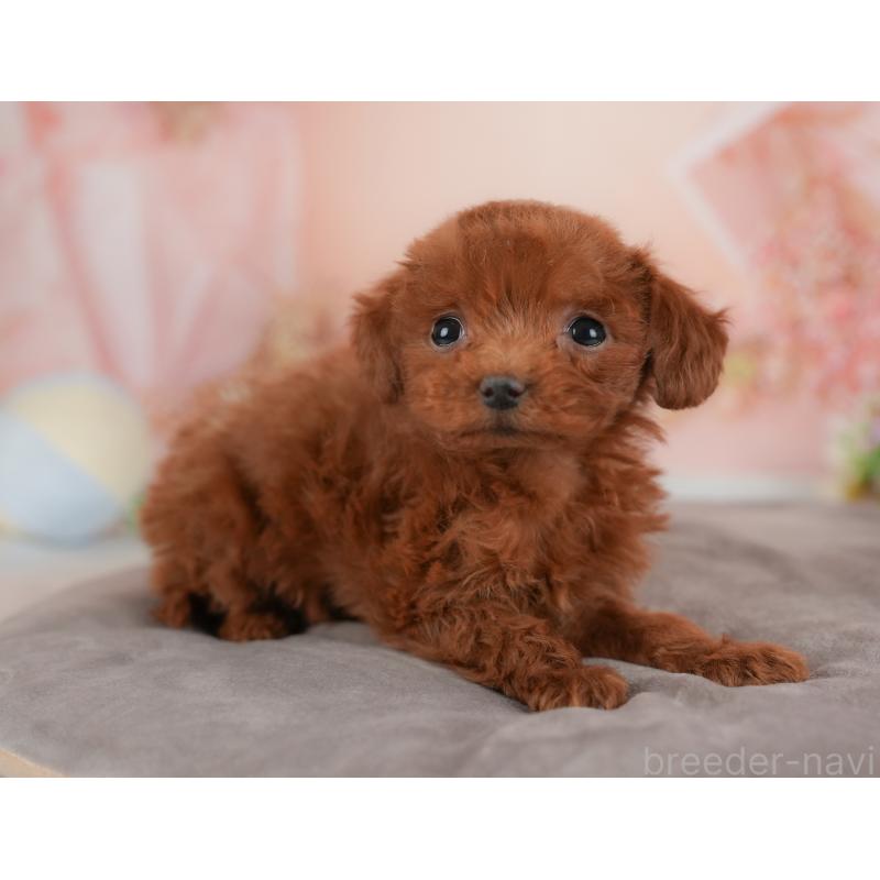 販売中の群馬県のトイプードル-441115の3枚目