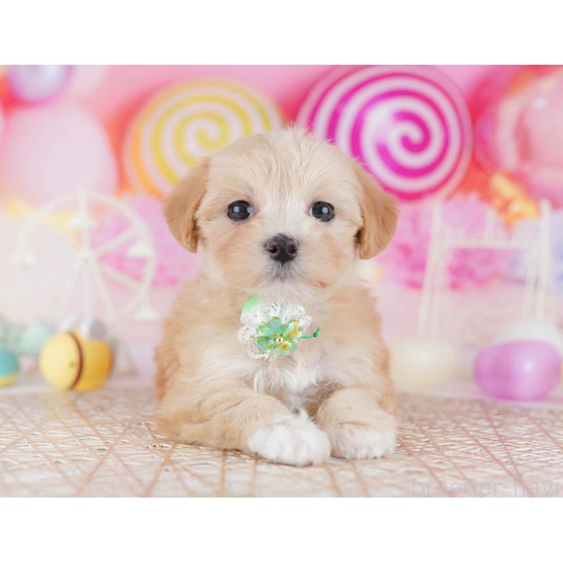 販売中の千葉県のマルプー:マルチーズ×トイプードル-441214の8枚目