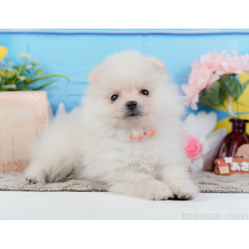 販売中の神奈川県のポメラニアン-441144の10枚目