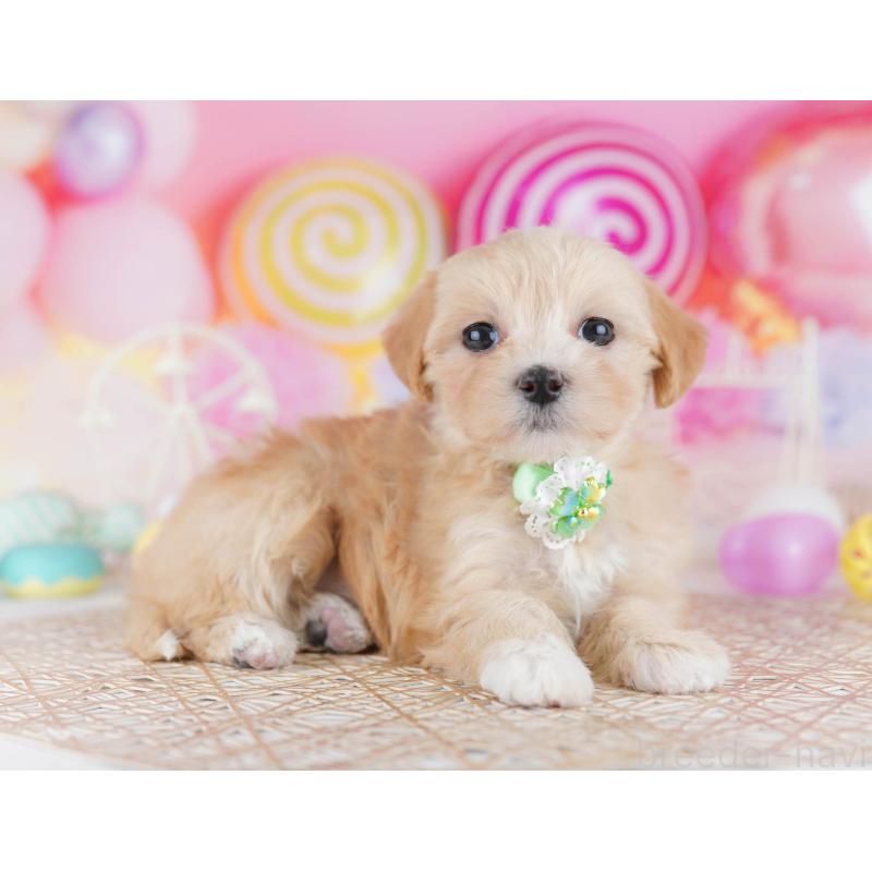 販売中の千葉県のマルプー:マルチーズ×トイプードル-441214の7枚目