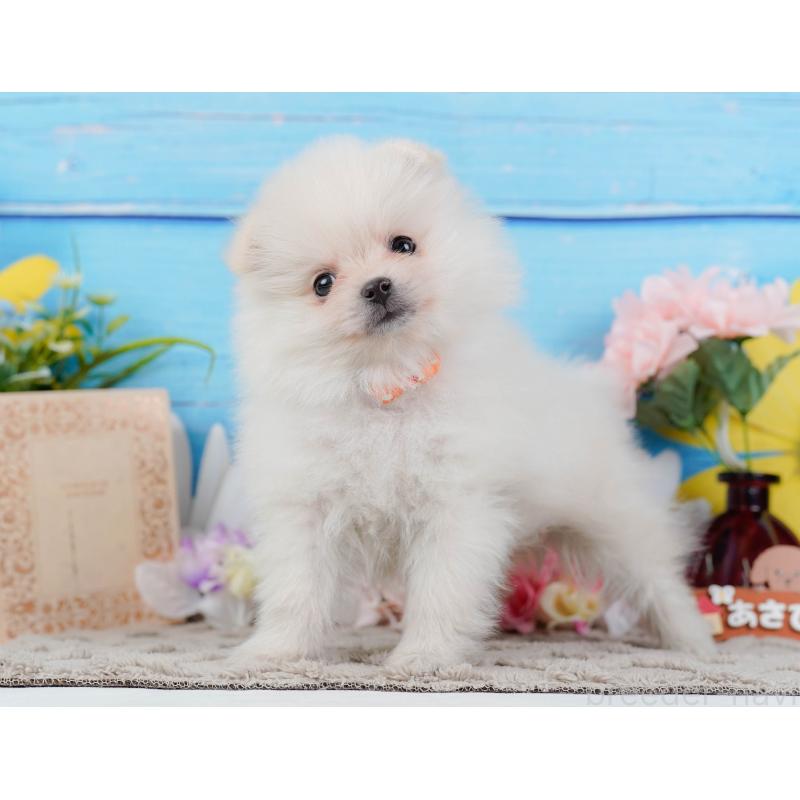 販売中の神奈川県のポメラニアン-441144の9枚目