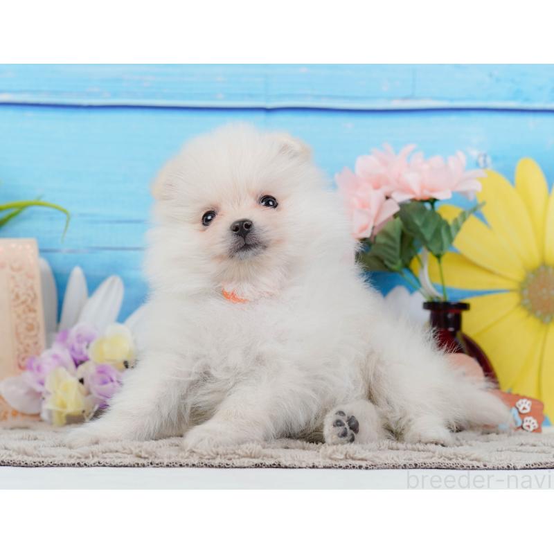 販売中の神奈川県のポメラニアン-441144の8枚目