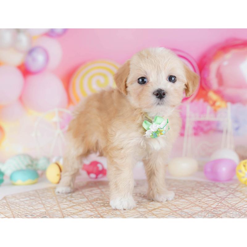 販売中の千葉県のマルプー:マルチーズ×トイプードル-441214の5枚目