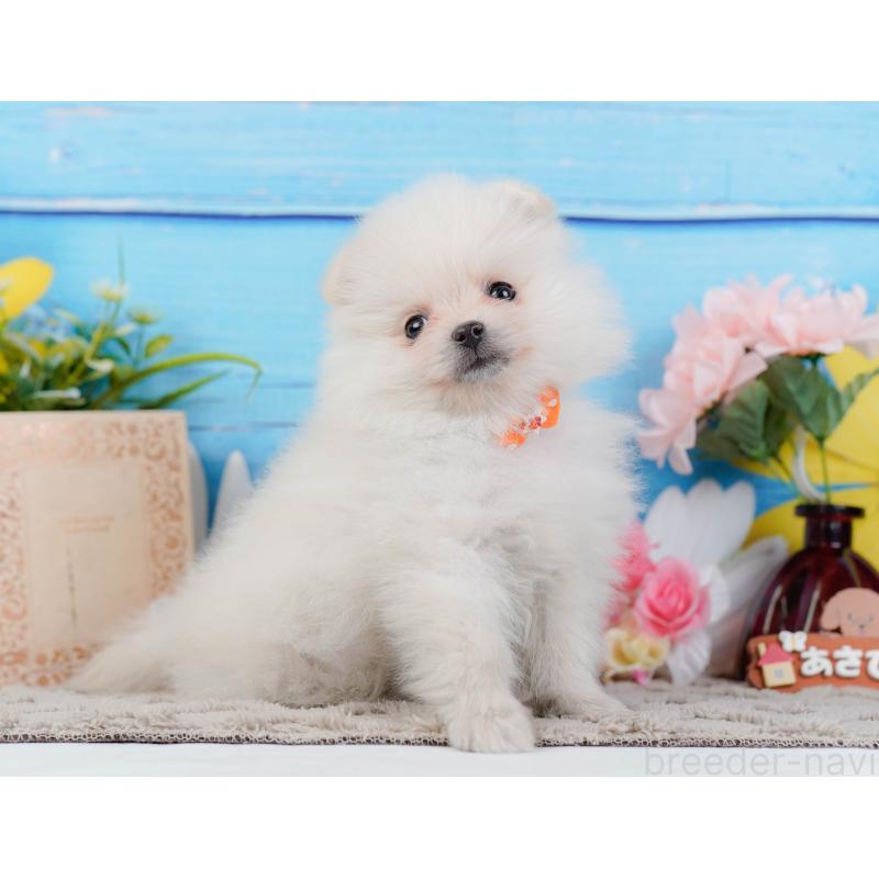 販売中の神奈川県のポメラニアン-441144の7枚目