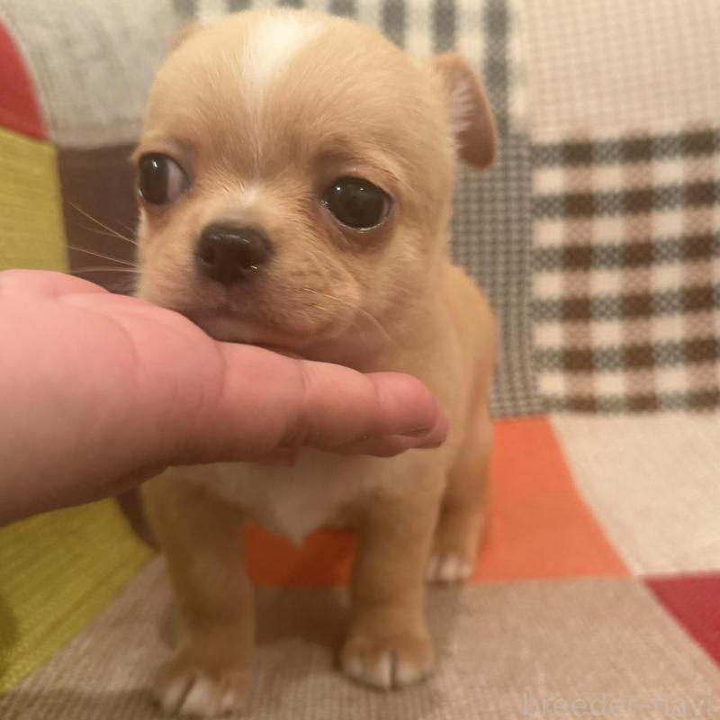 販売中の徳島県のチワワ(スムースコート)-440978の3枚目