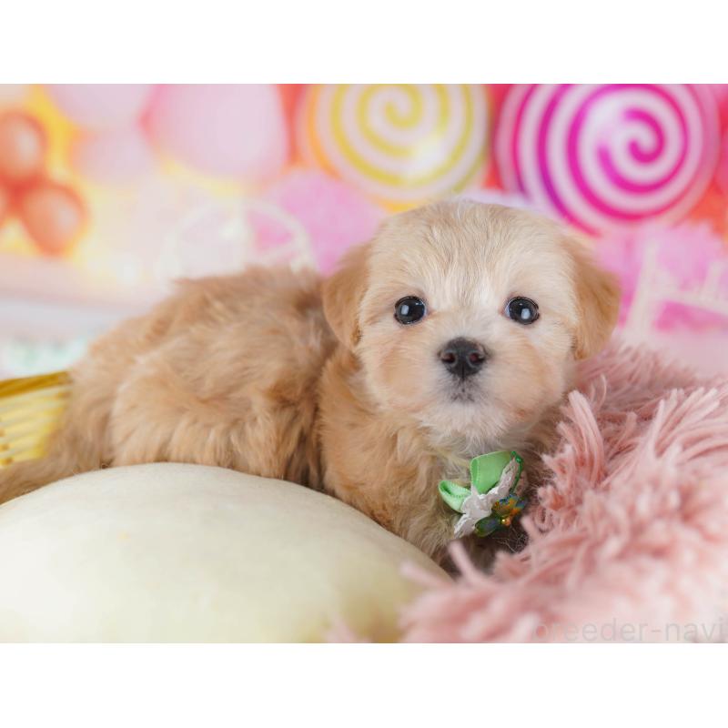 販売中の千葉県のマルプー:マルチーズ×トイプードル-441214の4枚目