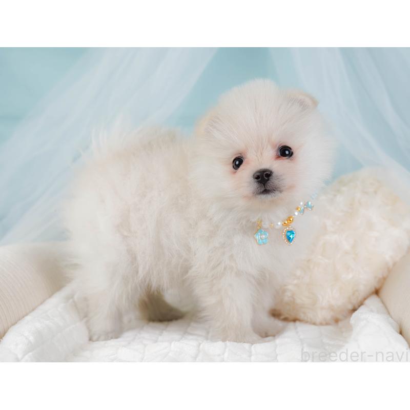 販売中の神奈川県のポメラニアン-441144の6枚目