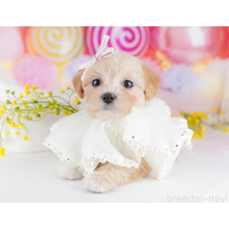 販売中の千葉県のマルプー:マルチーズ×トイプードル-441214の3枚目