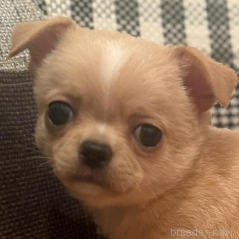 販売中の徳島県のチワワ(スムースコート)-440978の2枚目