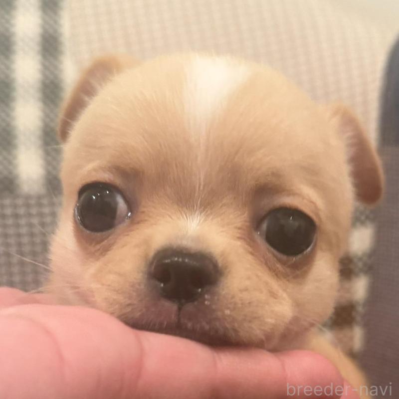 販売中の徳島県のチワワ(スムースコート)-440978の1枚目