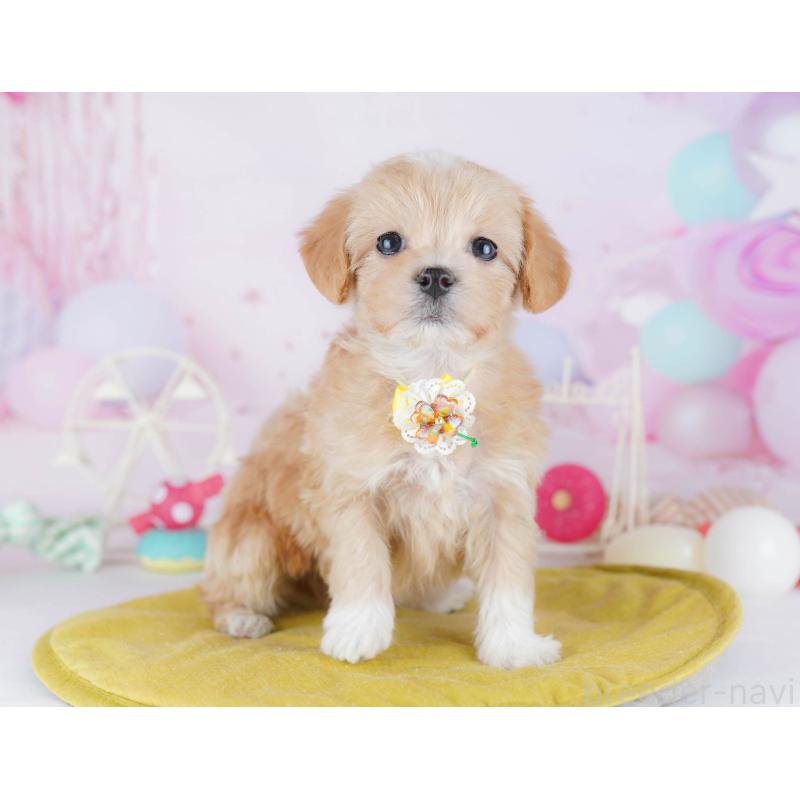 販売中の千葉県のマルプー:マルチーズ×トイプードル-441211の1枚目