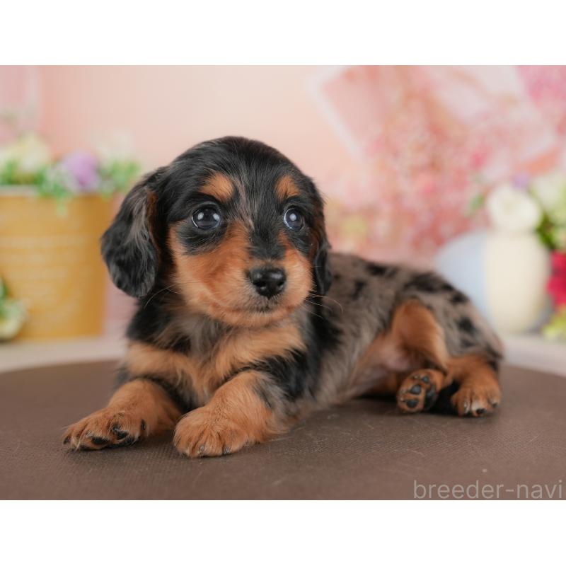 販売中の群馬県のミニチュアダックスフンド(ロングヘアード)-441114の8枚目