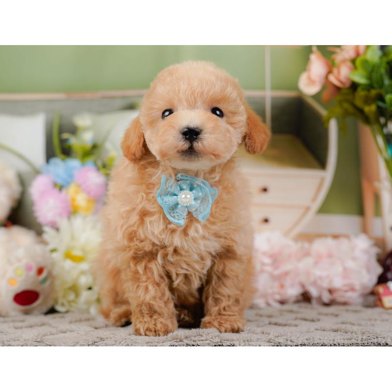 販売中の神奈川県のタイニープードル-441139の13枚目