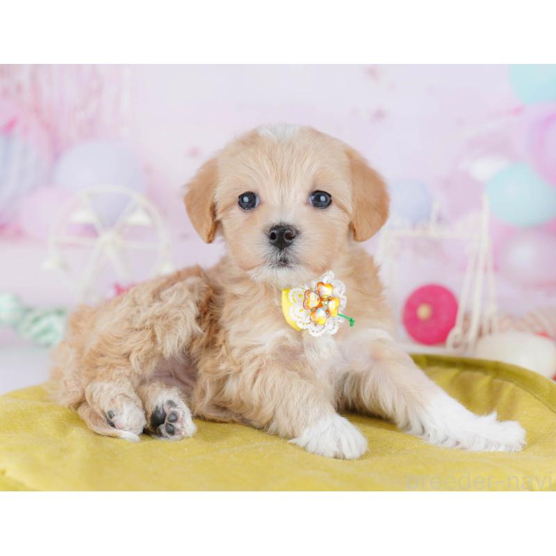 販売中の千葉県のマルプー:マルチーズ×トイプードル-441211の10枚目