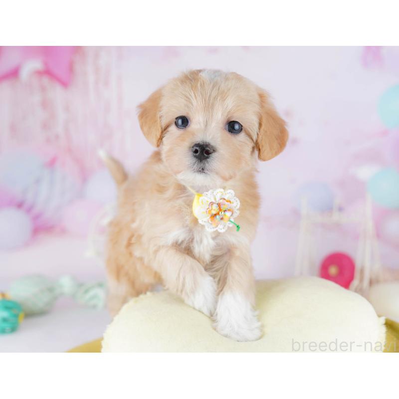 販売中の千葉県のマルプー:マルチーズ×トイプードル-441211の9枚目