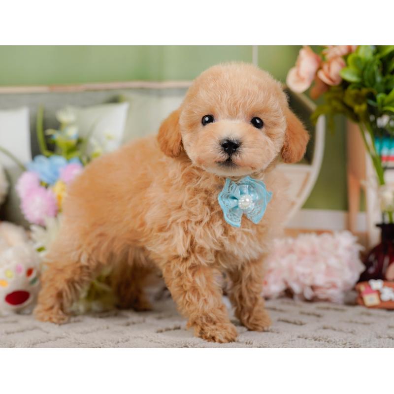 販売中の神奈川県のタイニープードル-441139の12枚目