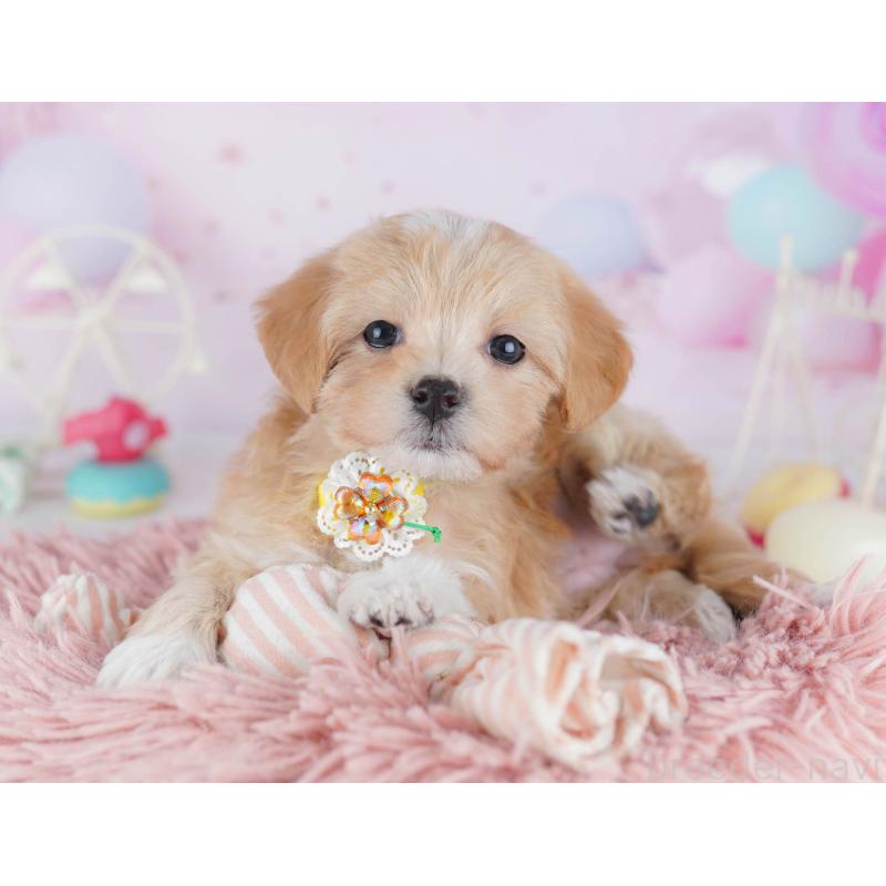 販売中の千葉県のマルプー:マルチーズ×トイプードル-441211の8枚目