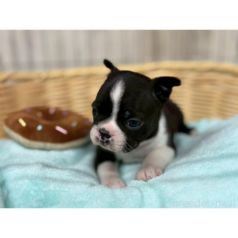 販売中の鹿児島県のボストンテリア-440979の4枚目