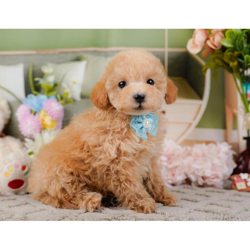 販売中の神奈川県のタイニープードル-441139の11枚目