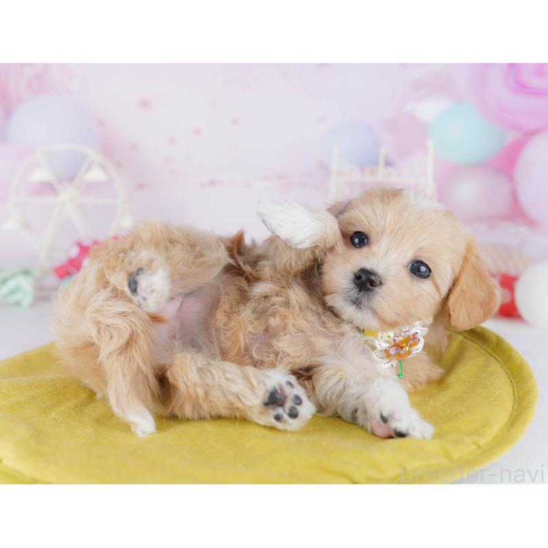 販売中の千葉県のマルプー:マルチーズ×トイプードル-441211の7枚目